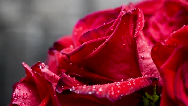 Vörös Rózsák Esőcseppekkel — Stock videók