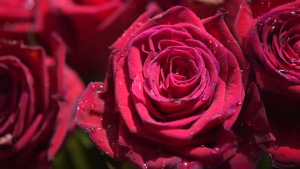 Rosas Vermelhas Com Gotas Chuva — Vídeo de Stock