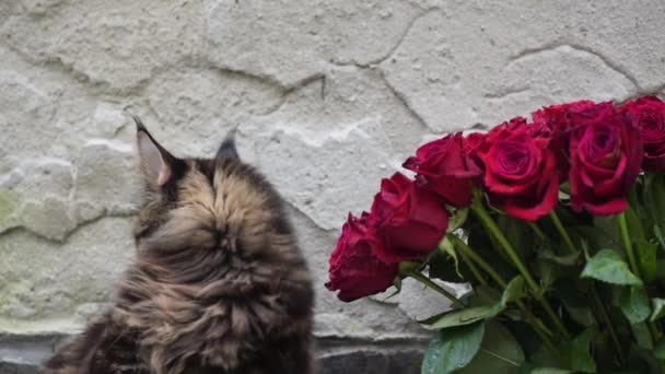 Maine Coon Près Bouquet Roses Rouges — Video