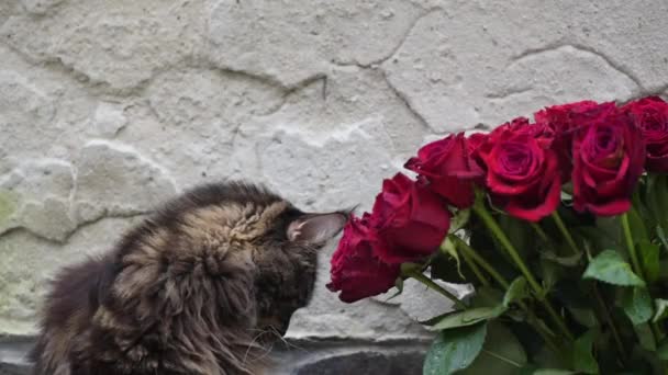Maine Coon Près Bouquet Roses Rouges — Video