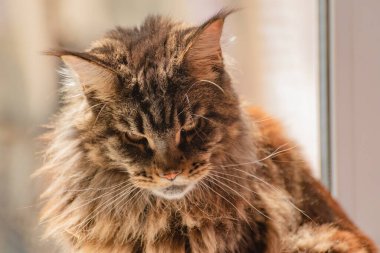 Bir Maine Rakunu 'nun portresi mermer rengi