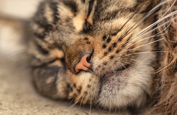 Portret Śpiącego Marmuru Maine Coon — Zdjęcie stockowe