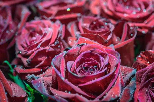 Bouquet Many Red Roses — Stock Photo, Image