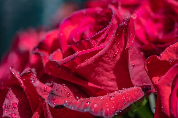Close Red Rose Raindrops — Stock Photo, Image