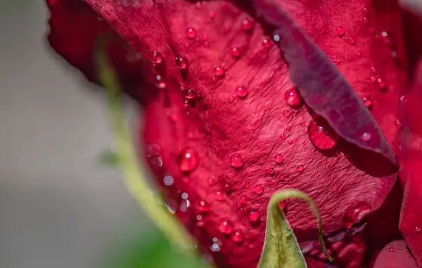 Close Red Rose Raindrops — Stock Photo, Image