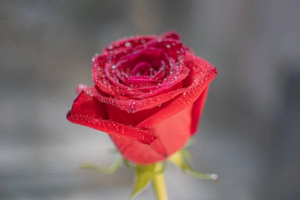 Крупный План Красной Розы Капельками Дождя — стоковое фото