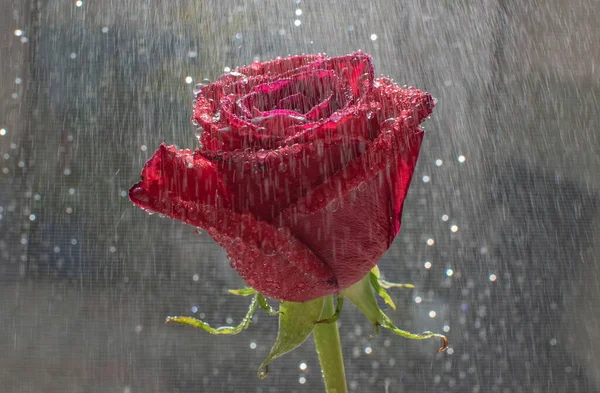 Gros Plan Une Rose Rouge Avec Des Gouttes Pluie — Photo