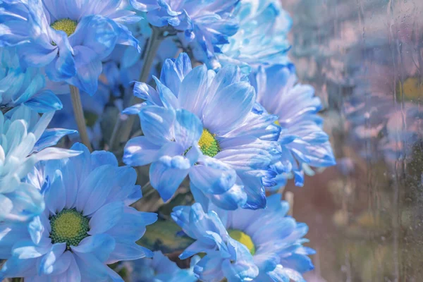 stock image Close-up of a dyed chrysanthemum