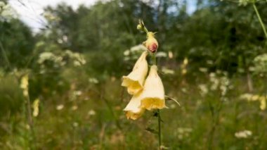 Dağ ormanında Digitalis grandiflora