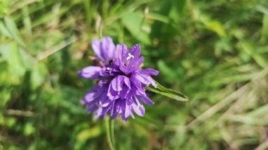 Bir dağ ormanında Campanula glomerata