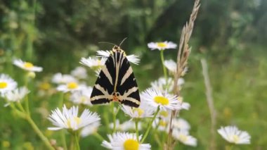 Doğal şartlarda Euplagia kuadripunctaria