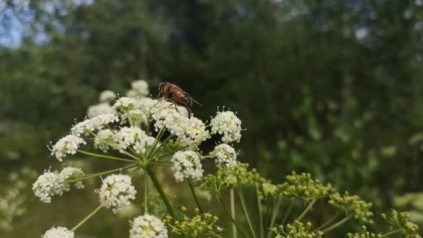 金蝇在一朵白花上采蜜 — 图库视频影像