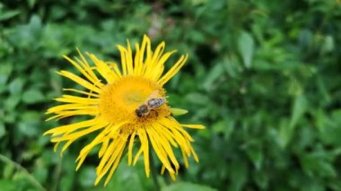 Wild Carpathian bee collects nectar
