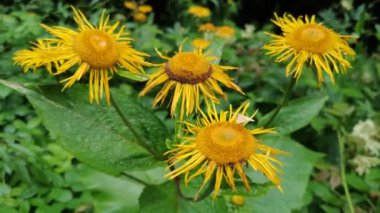 Peuroptya ruralis Telekia Specosa 'da oturuyor