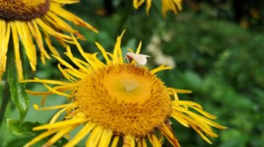 Peuroptya ruralis Telekia Specosa 'da oturuyor