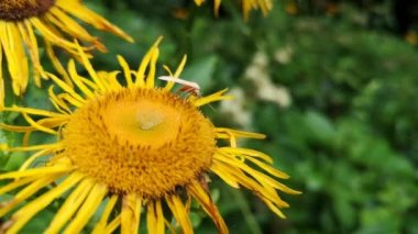 Peuroptya ruralis Telekia Specosa 'da oturuyor