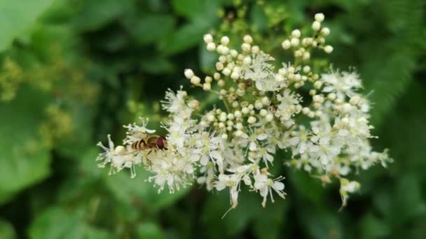 家蝇在花朵上采集花蜜 — 图库视频影像