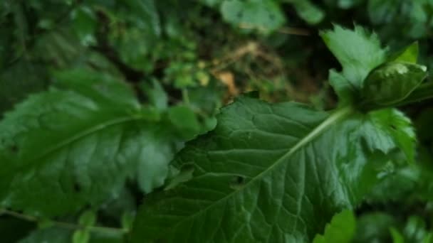 Cirsium Oleraceum Bergregenwald — Stockvideo