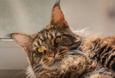 Bir Maine Rakunu 'nun portresi mermer rengi