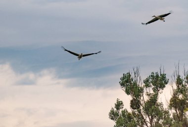 Fırtınalı bir gökyüzünde bir leylek uçar