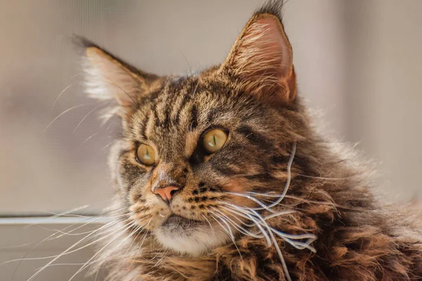 Portrait of a Maine Coon marbled color