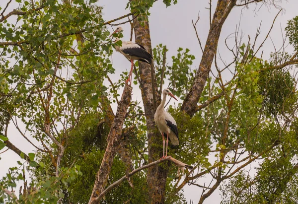Black White Stork Branch Old Tree — Stock Photo, Image