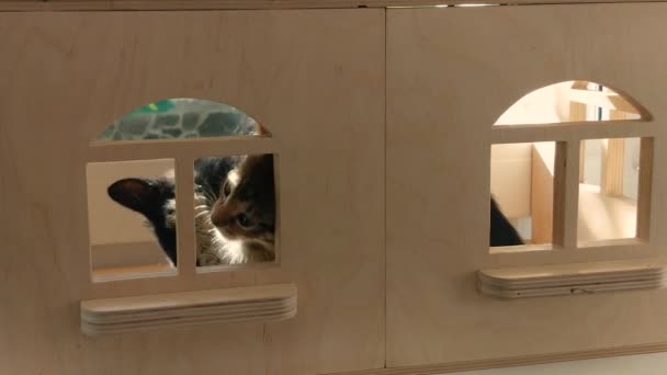 Yavru Kediler Oyuncak Evde Oynarlar — Stok video