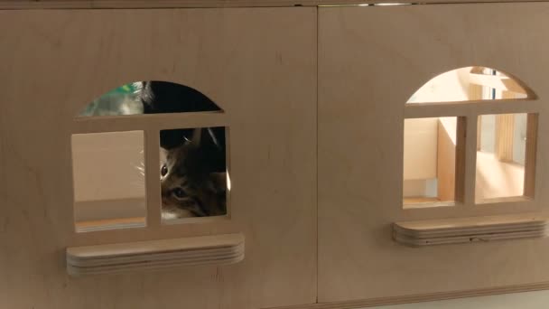 Los Gatitos Juegan Una Casa Muñecas — Vídeo de stock