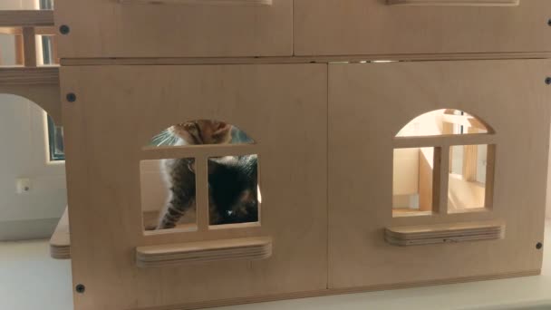 Котята Играют Кукольном Домике — стоковое видео