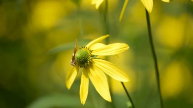 Euplagia dörtlüsü Rudbeckia laciniata 'nın nektarını topluyor.