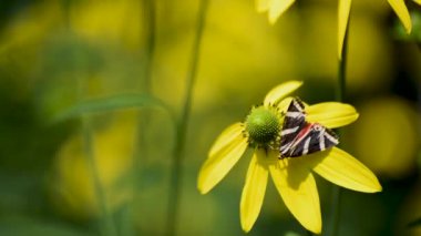 Euplagia dörtlüsü Rudbeckia laciniata 'nın nektarını topluyor.