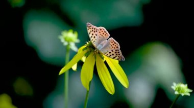 İssoria lathonia Rudbeckia laciniata 'da nektar topluyor.
