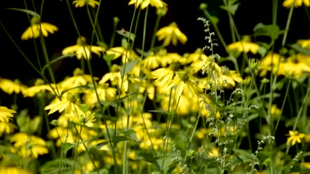 Rudbeckia Laciniata Гірському Літньому Лісі — стокове відео