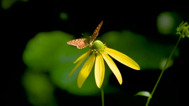Issoria Lathonia Cueille Nectar Sur Rudbeckia Laciniata — Video