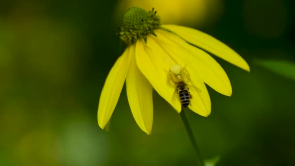 Σπάιντερ Έπιασε Μια Μέλισσα Στο Κυνήγι — Αρχείο Βίντεο