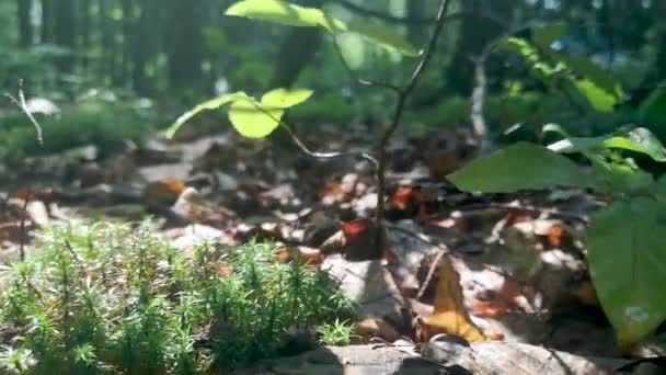 Floresta Montanha Faia Verão — Vídeo de Stock