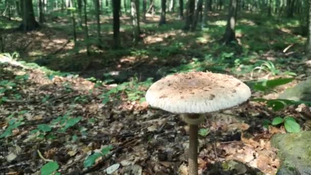森林中寄生蘑菇的特写 — 图库视频影像