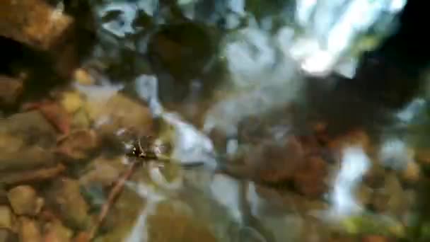 Scarabée Nage Dans Ruisseau Montagne — Video