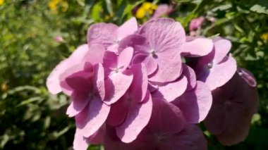 Dağ yaz ormanında ortanca macrophylla.