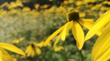 Dağ yaz ormanında Rudbeckia laciniata