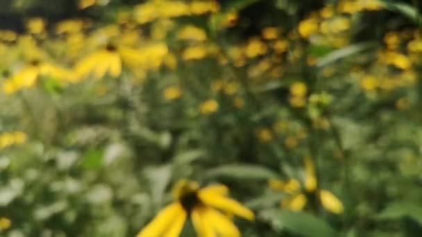 숲에서 Rudbeckia Laciniata — 비디오