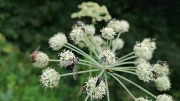 Cluster Της Sciara Analis Ένα Άγριο Λουλούδι — Αρχείο Βίντεο