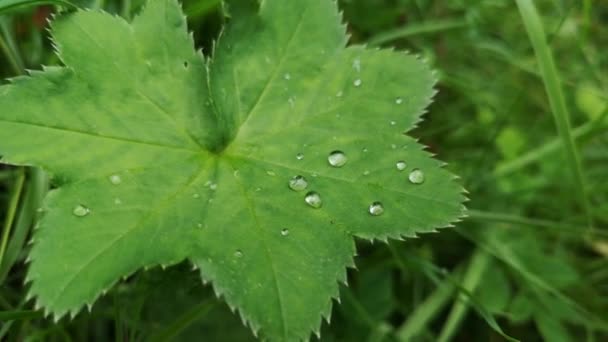 Dew Drops Lady Mantle — Stock Video