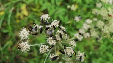 Bir yaban çiçeği üzerinde Sciara analizi kümesi