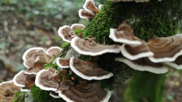 Κορμός Δέντρων Που Επηρεάζεται Από Μύκητα Trametes Versicolor — Αρχείο Βίντεο