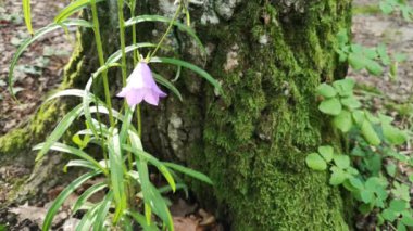 Campanula rotundifolia yazın çiçek açar