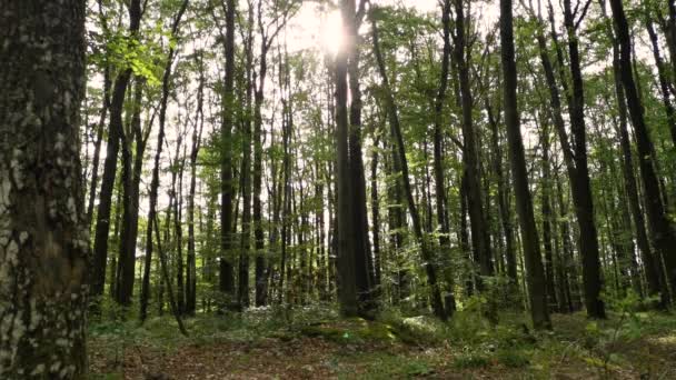 Time Lapse Nella Foresta Querce Una Nuvolosa Serata Estiva — Video Stock