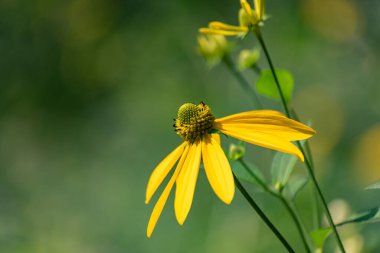 Dağ yaz ormanında Rudbeckia laciniata