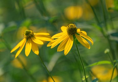 Dağ yaz ormanında Rudbeckia laciniata