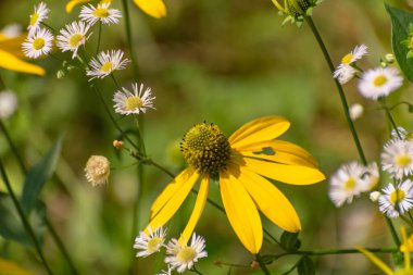 Dağ yaz ormanında Rudbeckia laciniata